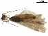  ( - LIM 846T)  @11 [ ] CreativeCommons - Attribution (2019) CBG Photography Group Centre for Biodiversity Genomics