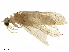  (Chimarra sp. A - LIM 853V(i))  @11 [ ] CreativeCommons - Attribution (2019) CBG Photography Group Centre for Biodiversity Genomics