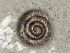  ( - KT326622)  @11 [ ] Copyright (2013) Naturhistorisches Museum, Wien Naturhistorisches Museum, Wien