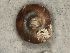  ( - KT326623)  @11 [ ] Copyright (2013) Naturhistorisches Museum, Wien Naturhistorisches Museum, Wien