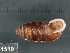  ( - KC569003)  @11 [ ] Copyright (2013) Naturhistorisches Museum, Wien Naturhistorisches Museum, Wien