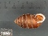  ( - KC569017)  @11 [ ] Copyright (2013) Naturhistorisches Museum, Wien Naturhistorisches Museum, Wien