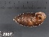  ( - KM188865)  @11 [ ] Copyright (2013) Unspecified, Natural History Museum of Vienna Natural History Museum of Vienna