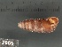  (Orcula fuchsi - KM188732)  @11 [ ] Copyright (2013) Unspecified, Natural History Museum of Vienna Natural History Museum of Vienna