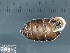  ( - KC568840)  @11 [ ] Copyright (2013) Naturhistorisches Museum, Wien Naturhistorisches Museum, Wien