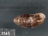  ( - KM188838)  @11 [ ] Copyright (2013) Unspecified, Natural History Museum of Vienna Natural History Museum of Vienna