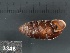  ( - KM188833)  @11 [ ] Copyright (2013) Unspecified, Natural History Museum of Vienna Natural History Museum of Vienna