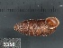  ( - KM188835)  @11 [ ] Copyright (2013) Unspecified, Natural History Museum of Vienna Natural History Museum of Vienna