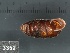  ( - KM188830)  @11 [ ] Copyright (2013) Unspecified, Natural History Museum of Vienna Natural History Museum of Vienna