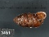 ( - KM188863)  @11 [ ] Copyright (2013) Unspecified, Natural History Museum of Vienna Natural History Museum of Vienna