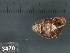  ( - KM188717)  @11 [ ] Copyright (2013) Unspecified, Natural History Museum of Vienna Natural History Museum of Vienna