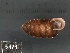  ( - KC569165)  @11 [ ] Copyright (2013) Naturhistorisches Museum, Wien Naturhistorisches Museum, Wien