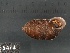  (Orcula dolium - KC569168)  @11 [ ] Copyright (2013) Naturhistorisches Museum, Wien Naturhistorisches Museum, Wien
