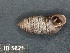  ( - KM188849)  @11 [ ] Copyright (2013) Unspecified, Natural History Museum of Vienna Natural History Museum of Vienna