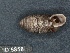  ( - KM188843)  @11 [ ] Copyright (2013) Unspecified, Natural History Museum of Vienna Natural History Museum of Vienna
