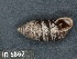  ( - KM188844)  @11 [ ] Copyright (2013) Unspecified, Natural History Museum of Vienna Natural History Museum of Vienna