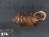  ( - KC568908)  @11 [ ] Copyright (2013) Naturhistorisches Museum, Wien Naturhistorisches Museum, Wien
