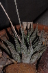  ( - BHD162)  @11 [ ] Unspecified (default): All Rights Reserved  Unspecified Unspecified