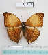  (Cymothoe heliada monforti - BC - Ph. O 0120)  @11 [ ] CreativeCommons - Attribution Non-Commercial Share-Alike  Philippe OREMANS Unspecified