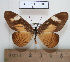  (Acraea severina - BC - Ph. O 0281)  @13 [ ] CreativeCommons - Attribution Non-Commercial Share-Alike  Philippe OREMANS Unspecified