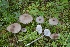  (Entoloma perchalybeum - BGE_00471_C03)  @11 [ ] Copyright (2024) Alessandro Fellin None