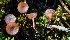  (Myriosclerotinia dennisii - BGE_00471_D09)  @11 [ ] Copyright (2024) Alessandro Fellin None