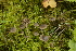  (Entoloma hirtum - BGE_00471_E01)  @11 [ ] Copyright (2024) Alessandro Fellin None
