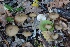  (Entoloma mediterraneense - BGE_00471_E07)  @11 [ ] Copyright (2024) Alessandro Fellin None
