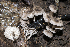  (Marasmiellus virgatocutis - BGE_00471_F10)  @11 [ ] Copyright (2024) Emanuele Campo None