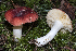  (Russula roseicolor - BGE_00471_G04)  @11 [ ] Copyright (2024) Emanuele Campo None