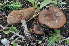  (Entoloma sericeoides - BGE_00471_H02)  @11 [ ] Copyright (2024) Luciano Michelin None