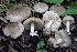  ( - BGE_00471_H03)  @11 [ ] Copyright (2024) Luciano Michelin None