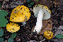  (Russula poikilochroa - BGE_00471_H05)  @11 [ ] Copyright (2024) Luciano Michelin None