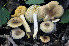  (Russula terenopus - BGE_00471_H06)  @11 [ ] Copyright (2024) Luciano Michelin None