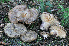  (Lactarius cistophilus - BGE_00471_H08)  @11 [ ] Copyright (2024) Luciano Michelin None
