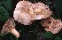  (Lactarius illyricus - BGE_00471_H09)  @11 [ ] Copyright (2024) Luciano Michelin None