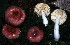  (Russula melzeri - BGE_00472_A02)  @11 [ ] Copyright (2024) Luciano Michelin None