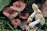  (Russula arpalices - BGE_00472_A07)  @11 [ ] Copyright (2024) Luciano Michelin None