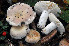  (Russula ilicis - BGE_00472_A09)  @11 [ ] Copyright (2024) Luciano Michelin None