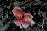  (Russula parodorata - BGE_00472_A10)  @11 [ ] Copyright (2024) Luciano Michelin None