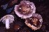  (Russula prinophila - BGE_00472_A11)  @11 [ ] Copyright (2024) Luciano Michelin None
