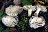  (Russula galochroides - BGE_00472_A12)  @11 [ ] Copyright (2024) Luciano Michelin None