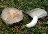  ( - BGE_00472_B01)  @11 [ ] Copyright (2024) Luciano Michelin None