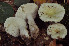  (Russula innocua - BGE_00472_B04)  @11 [ ] Copyright (2024) Luciano Michelin None