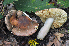  (Russula carminipes - BGE_00472_B06)  @11 [ ] Copyright (2024) Luciano Michelin None