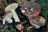  (Russula amoenicolor - BGE_00472_B08)  @11 [ ] Copyright (2024) Luciano Michelin None