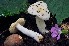  (Russula lilacinicolor - BGE_00472_C01)  @11 [ ] Copyright (2024) Luciano Michelin None