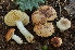  (Russula convivialis - BGE_00472_C07)  @11 [ ] Copyright (2024) Luciano Michelin None