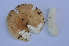  (Russula sublevispora - BGE_00472_C09)  @11 [ ] Copyright (2024) Luciano Michelin None