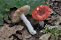  (Russula pseudoimpolita - BGE_00472_C11)  @11 [ ] Copyright (2024) Luciano Michelin None
